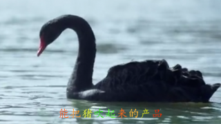 產品,一款,想不到,起來 一款你想不到的產品，能把豬吹起來的產品