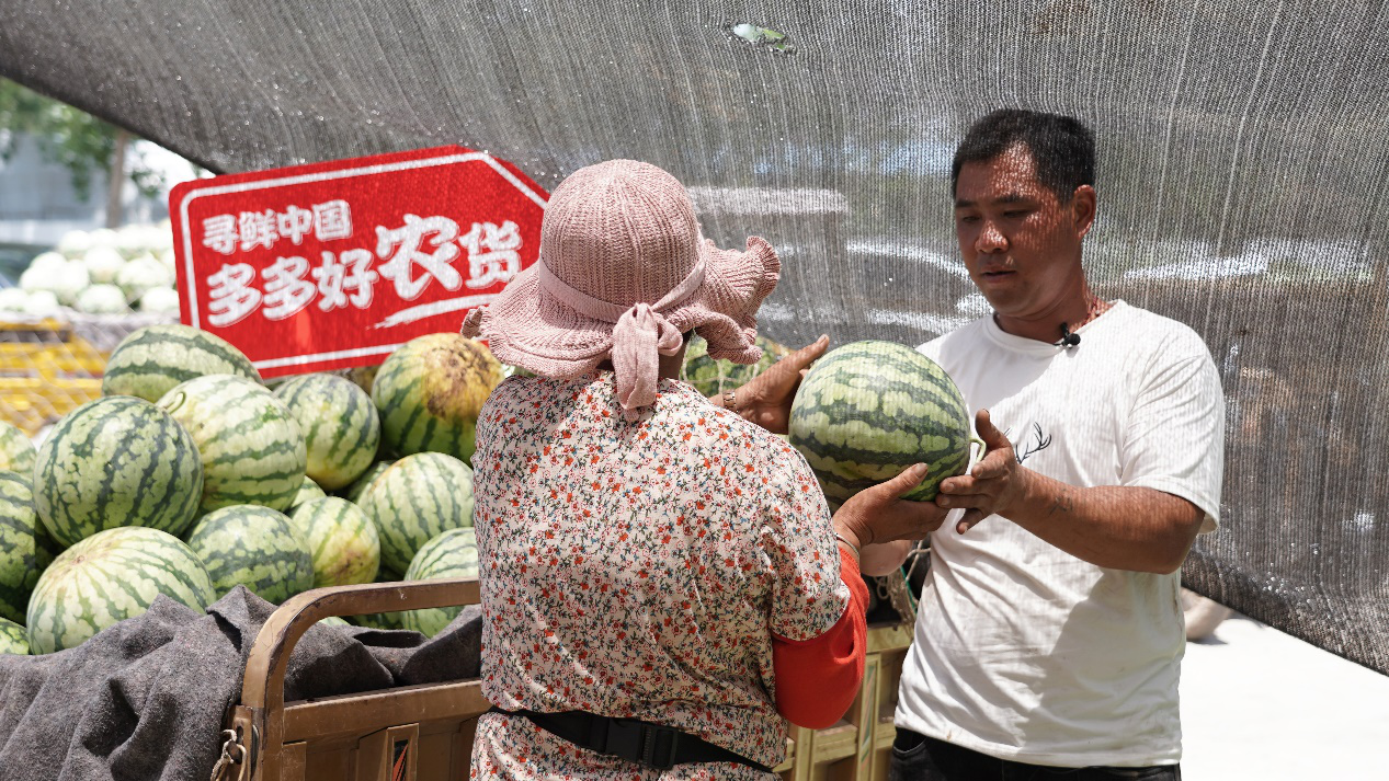 驗瓜師,抓品,拍瓜,夏邑,上萬個,執著 每天拍瓜上萬個，驗瓜師執著“抓品控”打響夏邑品牌