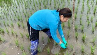 抗倒,16,農技,穩產,齊聚,高產 抗倒水稻、高產玉米、穩產馬鈴薯：16支科技小院隊伍齊聚吉林拼農技