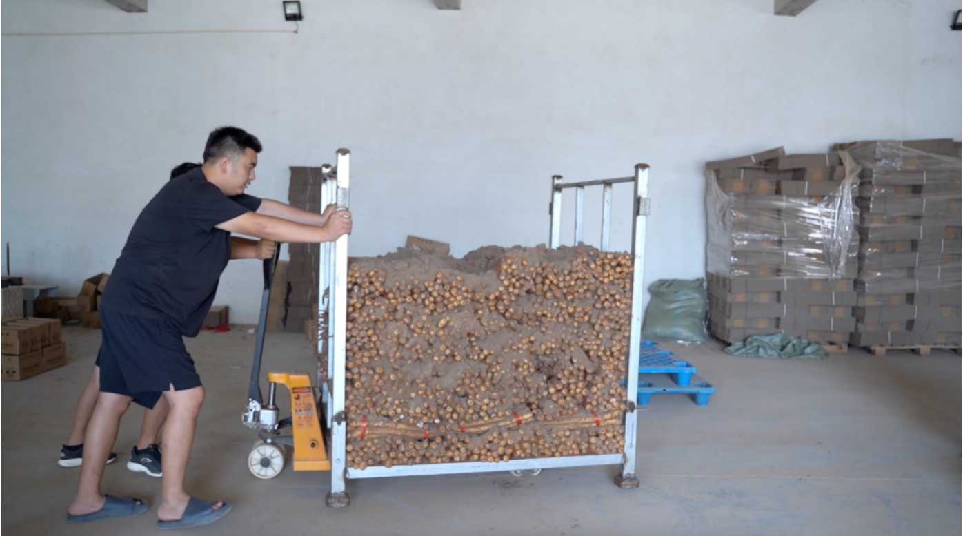 紅薯,95,拼多,億斤,小伙,豐收 豐收季來臨，95后小伙成開封“紅薯大王”，在拼多多年銷紅薯上億斤